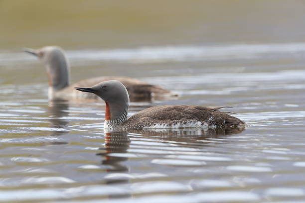 istock red-throated loon (North America) or red-throated diver (Britain and Ireland) Iceland 870704398