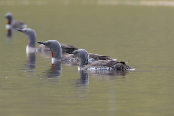 istock red-throated loon (North America) or red-throated diver (Britain and Ireland) Iceland 870704504