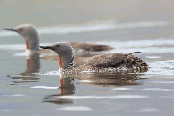 istock red-throated loon (North America) or red-throated diver (Britain and Ireland) Iceland 870704576