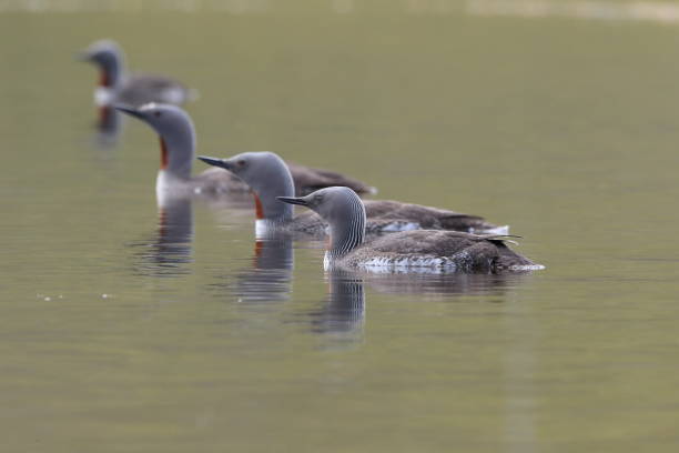 istock red-throated loon (North America) or red-throated diver (Britain and Ireland) Iceland 870704658