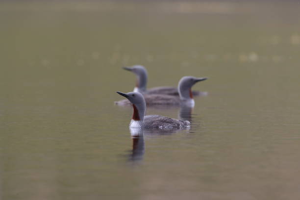 istock red-throated loon (North America) or red-throated diver (Britain and Ireland) Iceland 870704802