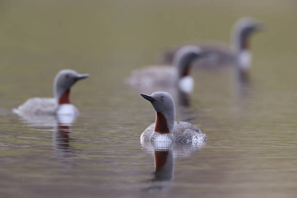 istock red-throated loon (North America) or red-throated diver (Britain and Ireland) Iceland 870704916