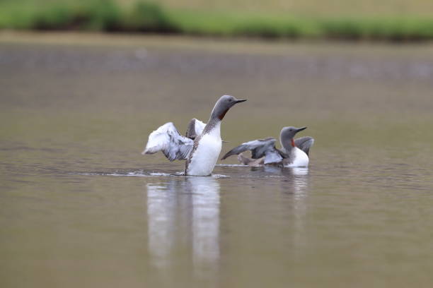 istock red-throated loon (North America) or red-throated diver (Britain and Ireland) Iceland 870704926