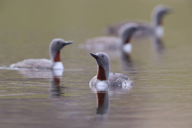istock red-throated loon (North America) or red-throated diver (Britain and Ireland) Iceland 870705112