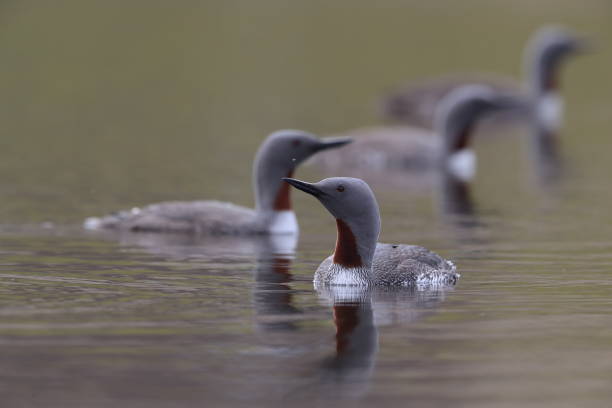 istock red-throated loon (North America) or red-throated diver (Britain and Ireland) Iceland 870705136