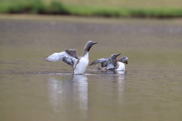 istock red-throated loon (North America) or red-throated diver (Britain and Ireland) Iceland 870705186