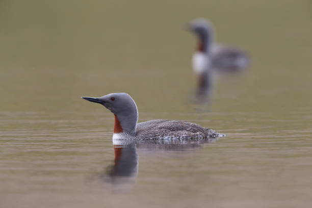 istock red-throated loon (North America) or red-throated diver (Britain and Ireland) Iceland 870705288