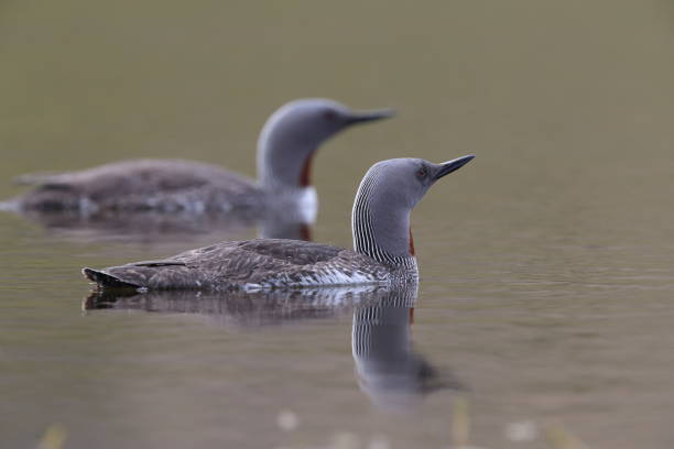 istock red-throated loon (North America) or red-throated diver (Britain and Ireland) Iceland 870705370