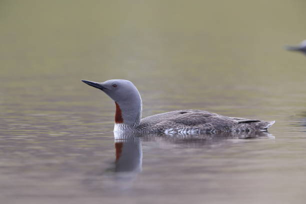 istock red-throated loon (North America) or red-throated diver (Britain and Ireland) Iceland 870705446