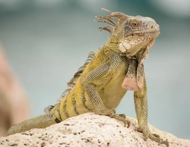 A wild green iguana watch’s tourists go by as it stands on a rock at a port in curaçao.