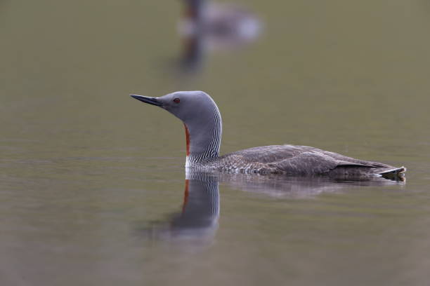 istock red-throated loon (North America) or red-throated diver (Britain and Ireland) Iceland 870705490