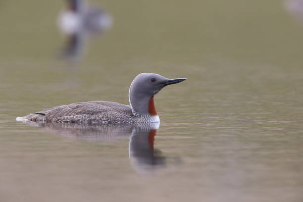 istock red-throated loon (North America) or red-throated diver (Britain and Ireland) Iceland 870705492