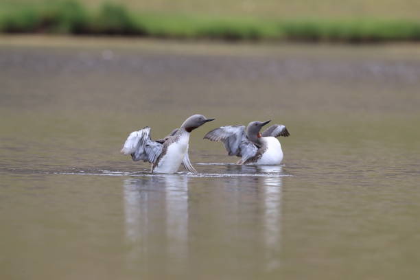 istock red-throated loon (North America) or red-throated diver (Britain and Ireland) Iceland 870705500