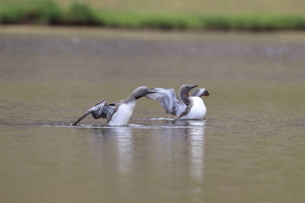 istock red-throated loon (North America) or red-throated diver (Britain and Ireland) Iceland 870705532