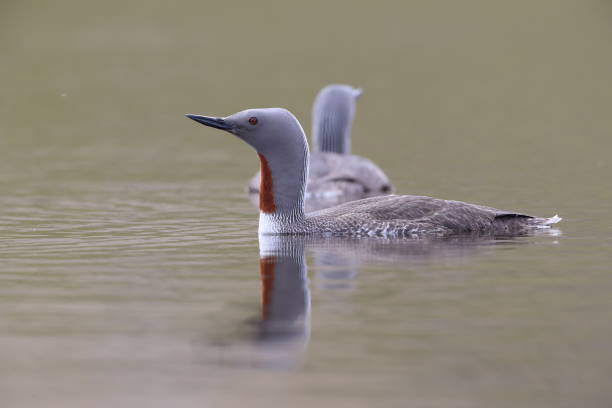istock red-throated loon (North America) or red-throated diver (Britain and Ireland) Iceland 870705618