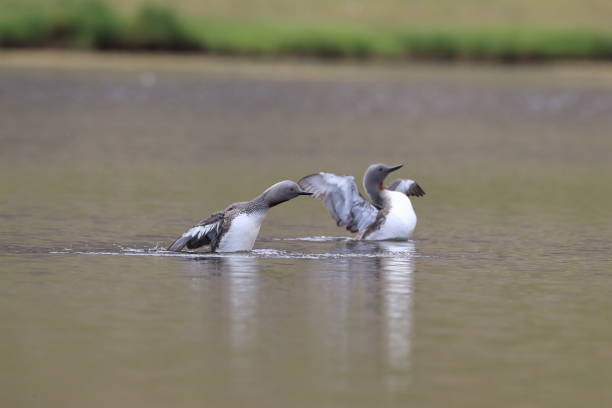 istock red-throated loon (North America) or red-throated diver (Britain and Ireland) Iceland 870705624