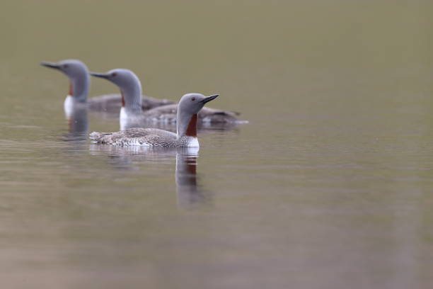 istock red-throated loon (North America) or red-throated diver (Britain and Ireland) Iceland 870705652