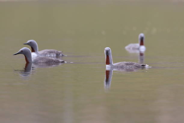 istock red-throated loon (North America) or red-throated diver (Britain and Ireland) Iceland 870705846