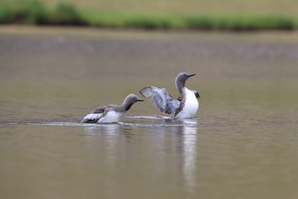 istock red-throated loon (North America) or red-throated diver (Britain and Ireland) Iceland 870708324