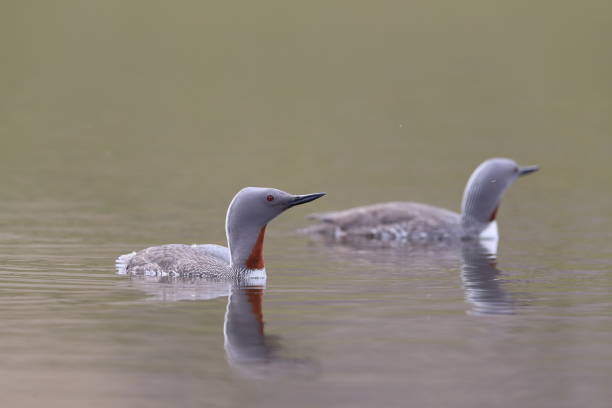 istock red-throated loon (North America) or red-throated diver (Britain and Ireland) Iceland 870708404
