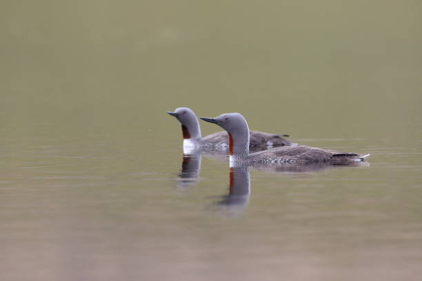 istock red-throated loon (North America) or red-throated diver (Britain and Ireland) Iceland 870708502