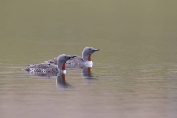istock red-throated loon (North America) or red-throated diver (Britain and Ireland) Iceland 870708506