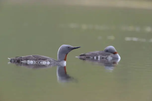 Photo of red-throated loon (North America) or red-throated diver (Britain and Ireland) Iceland