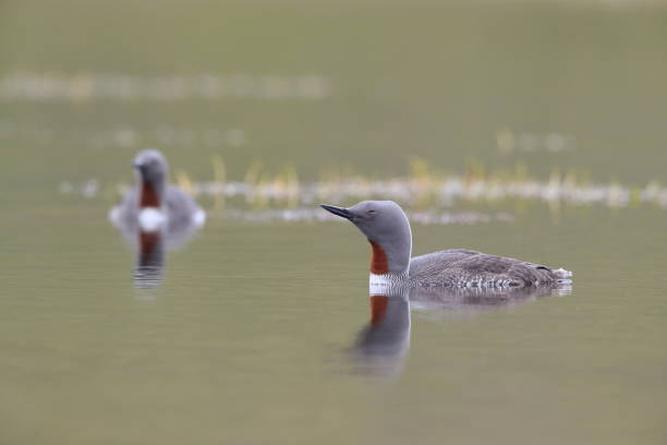 istock red-throated loon (North America) or red-throated diver (Britain and Ireland) Iceland 870708772