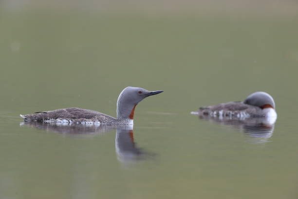 istock red-throated loon (North America) or red-throated diver (Britain and Ireland) Iceland 870708802