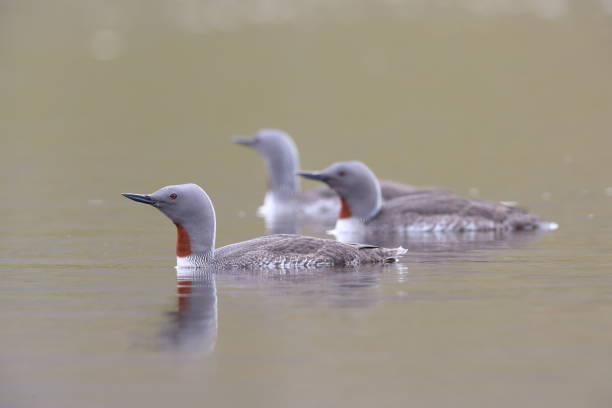 istock red-throated loon (North America) or red-throated diver (Britain and Ireland) Iceland 870708884