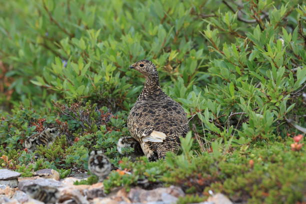 istock A female Ptarmigan (Lagopus leucurus) and chicks Iceland 870709480