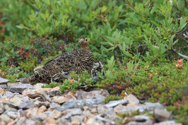 istock A female Ptarmigan (Lagopus leucurus) and chicks Iceland 870711244