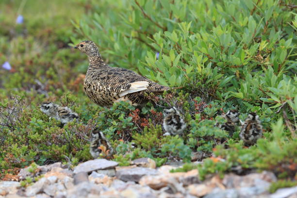 istock A female Ptarmigan (Lagopus leucurus) and chicks Iceland 870716072