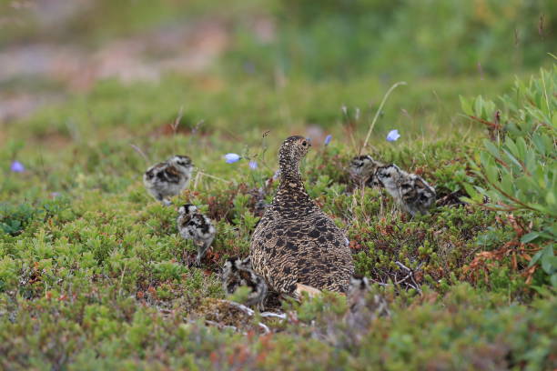 istock A female Ptarmigan (Lagopus leucurus) and chicks Iceland 870716084
