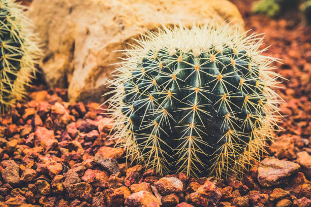 istock Cactus in the garden farming 870718230