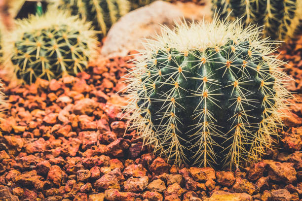 istock Cactus in the garden farming 870718636