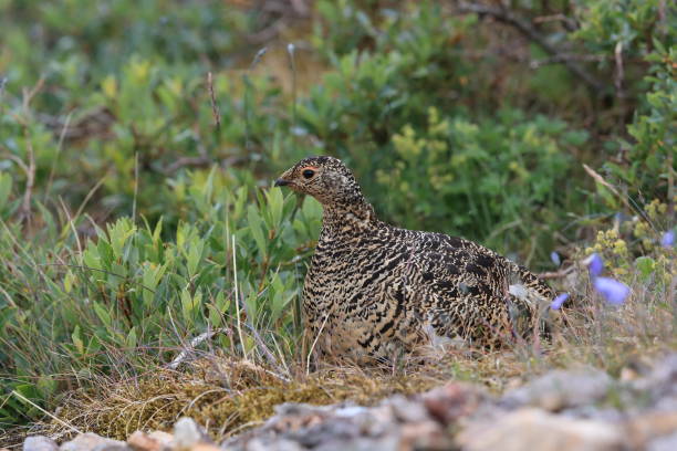 istock A female Ptarmigan (Lagopus leucurus) and chicks Iceland 870718986