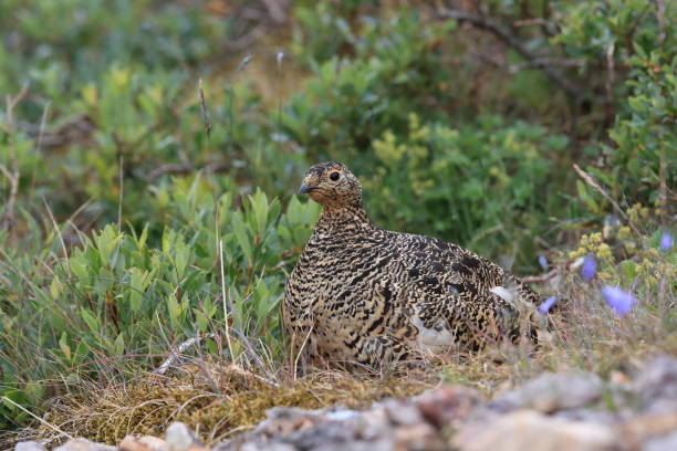 istock A female Ptarmigan (Lagopus leucurus) and chicks Iceland 870719070