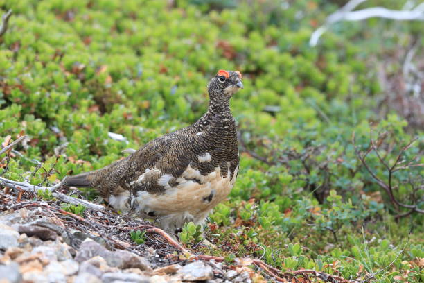 istock Ptarmigan (Lagopus mutus) Iceland 870726058