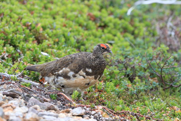 istock Ptarmigan (Lagopus mutus) Iceland 870726212