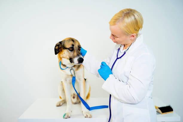 istock Dog at a vet 870726302