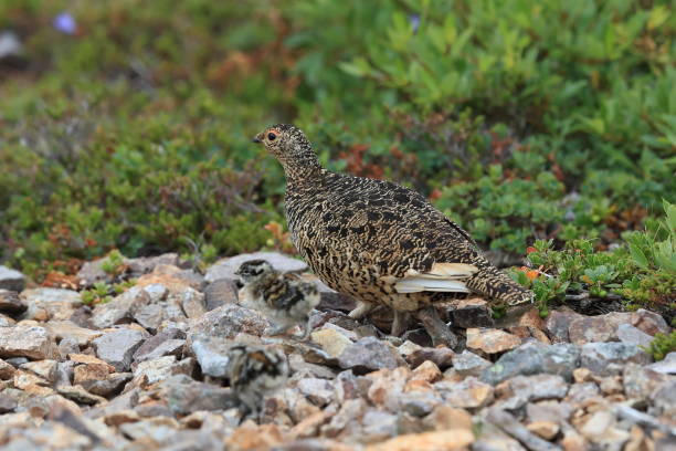 istock A female Ptarmigan (Lagopus leucurus) and chicks Iceland 870726306