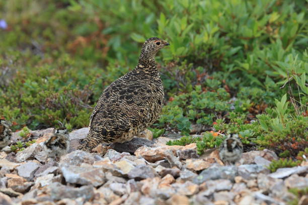 istock A female Ptarmigan (Lagopus leucurus) and chicks Iceland 870726332