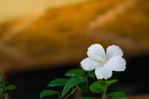 White hibiscus flower in blooming background
