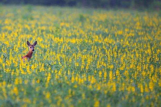 istock Roe deer hidden in the flowers 870732298