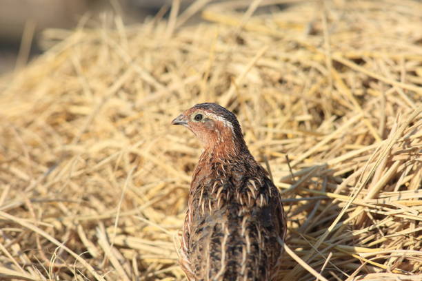 istock Japanese quail (Coturnix japonica) male in Japan 870732652