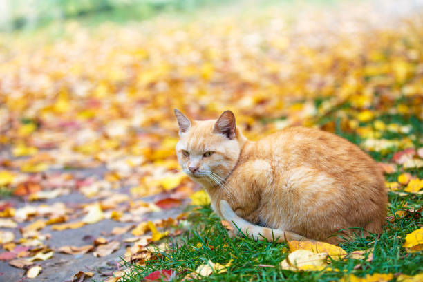 istock Ginger cat sitting on fallen leaves in an autumn garden 870734968