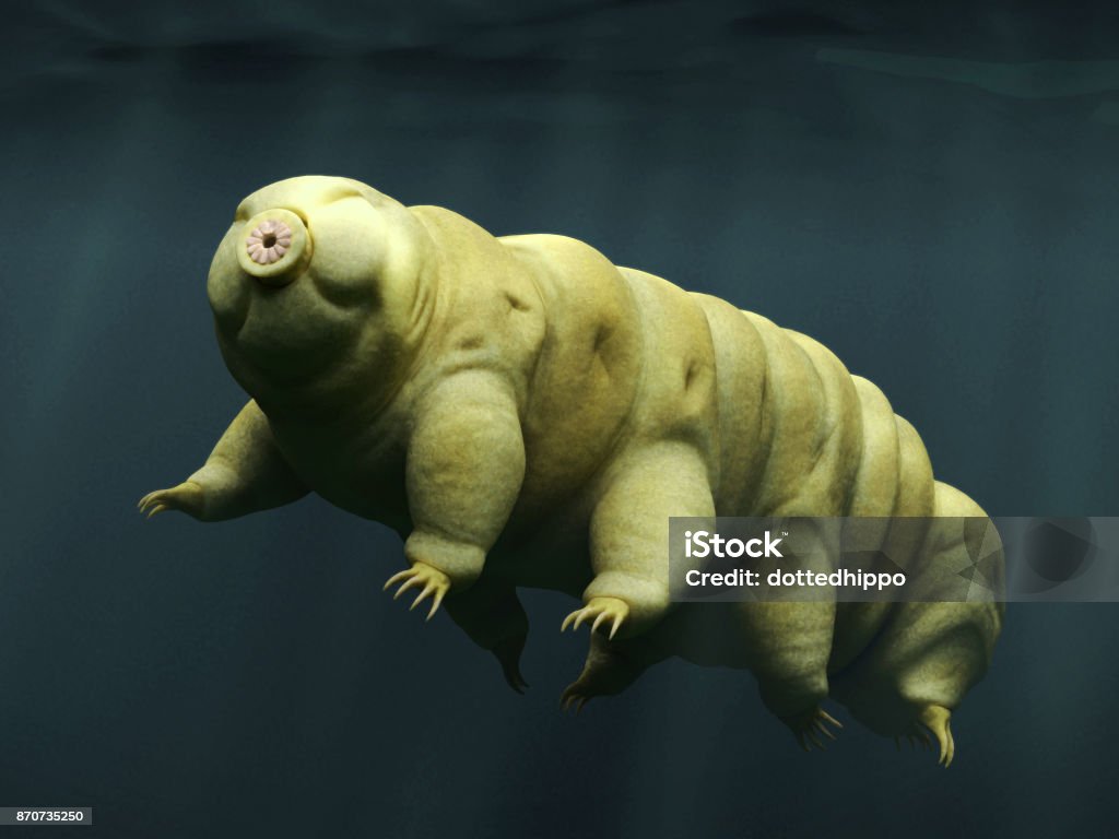 tardigrade, swimming water bear microscopic life form swimming in water Water Bear Stock Photo