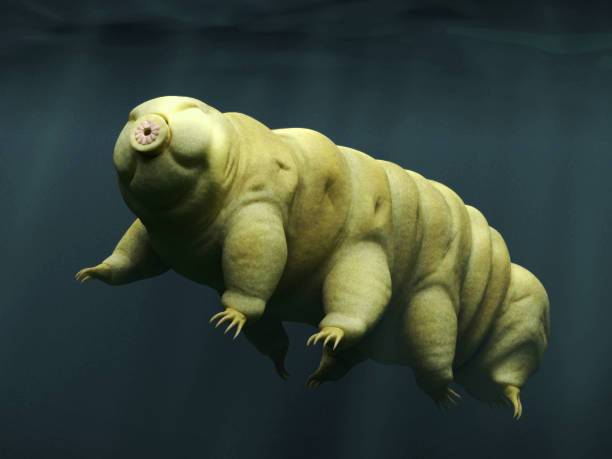 tardigrade, swimming water bear microscopic life form swimming in water sem stock pictures, royalty-free photos & images