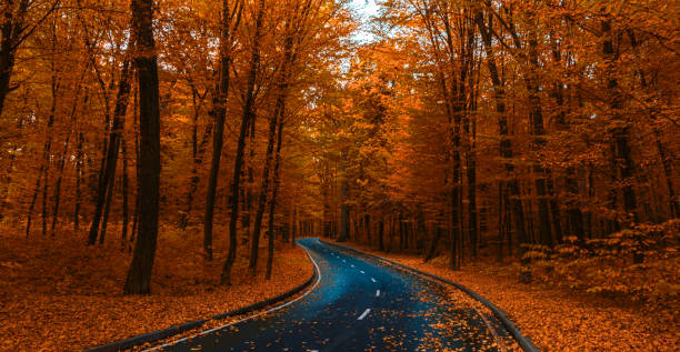 istock road through dark night forest in autumn 870735264